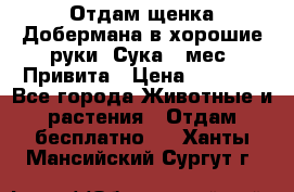 Отдам щенка Добермана в хорошие руки. Сука 5 мес. Привита › Цена ­ 5 000 - Все города Животные и растения » Отдам бесплатно   . Ханты-Мансийский,Сургут г.